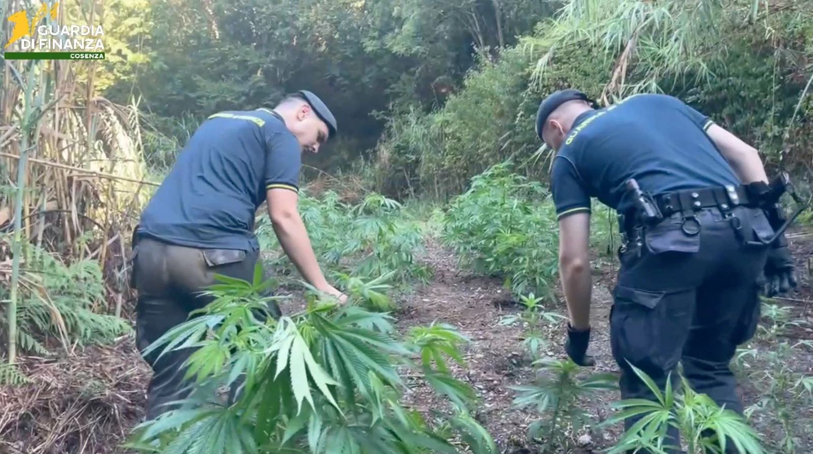 Cosenza, marijuana nascosta tra la vegetazione: sequestro da oltre 500mila euro 