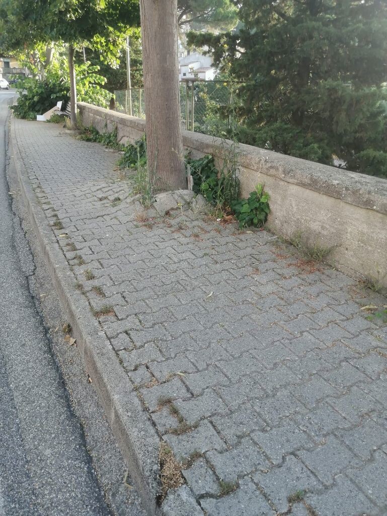 images Alleanza per Catanzaro: "S. Elia abbandonata, erbacce su strade e marciapiedi"