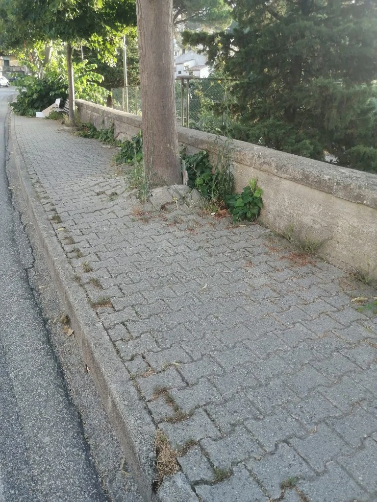 Alleanza per Catanzaro: "S. Elia abbandonata, erbacce su strade e marciapiedi"