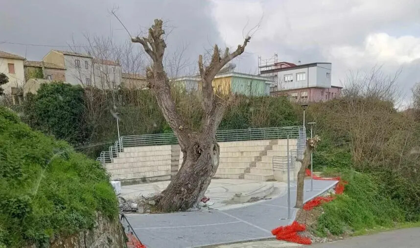 images Tagli ingiustificati di alberi, Legambiente non ci sta: "Alle amministrazioni chiediamo maggiore tutela e rispetto della Natura"