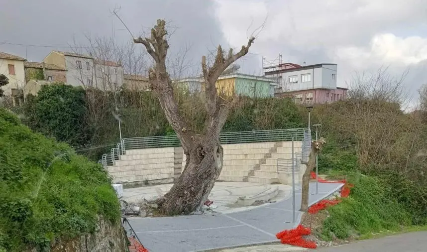 images Tagli ingiustificati di alberi, Legambiente non ci sta: "Alle amministrazioni chiediamo maggiore tutela e rispetto della Natura"