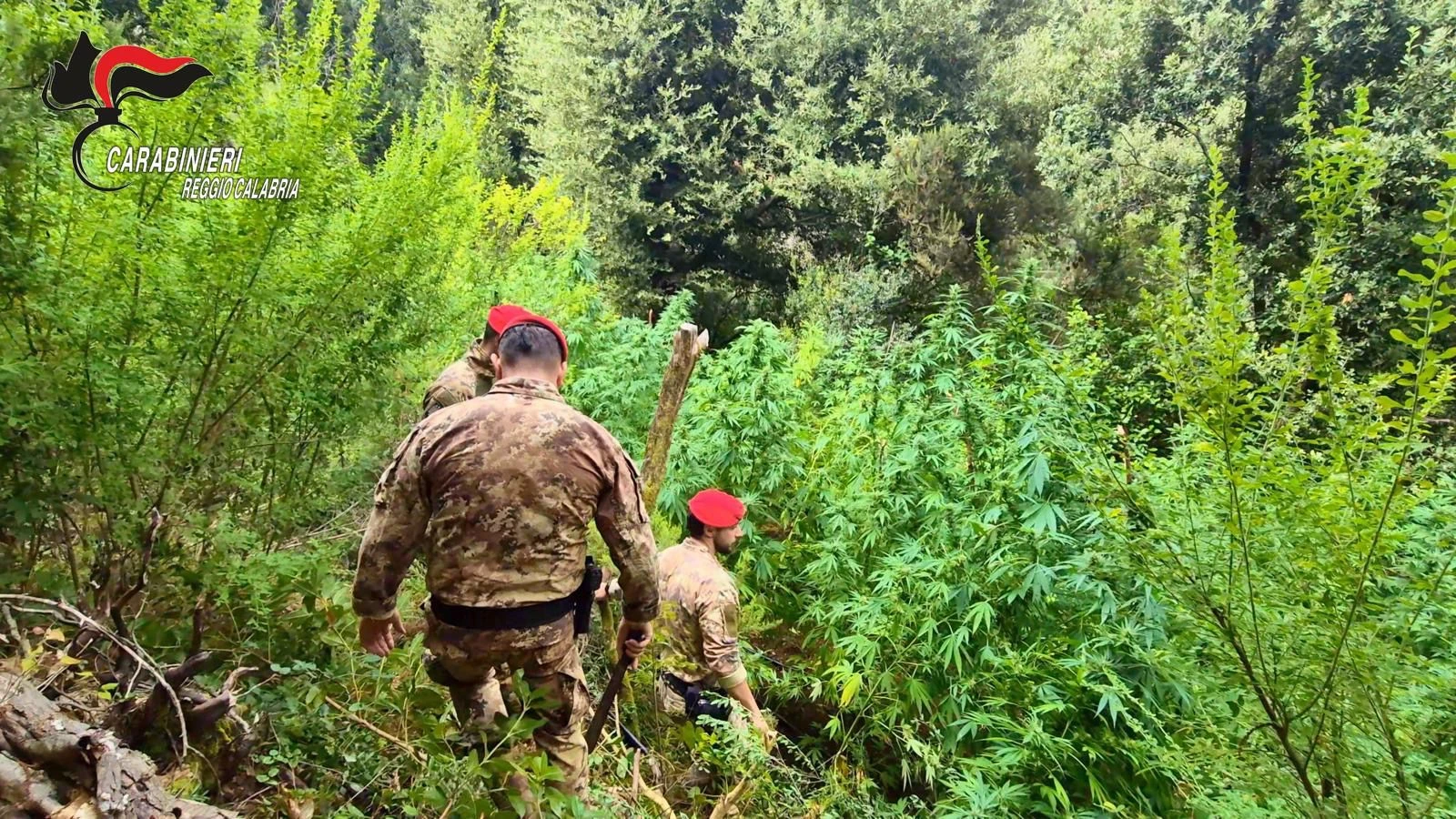 Boschi dell’Aspromonte trasformati in piantagioni di marijuana: oltre 1.000 piante sequestrate e due arresti
