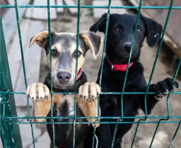 images Randagismo, il Comune di Catanzaro apre le porte ai volontari: si cerca la soluzione