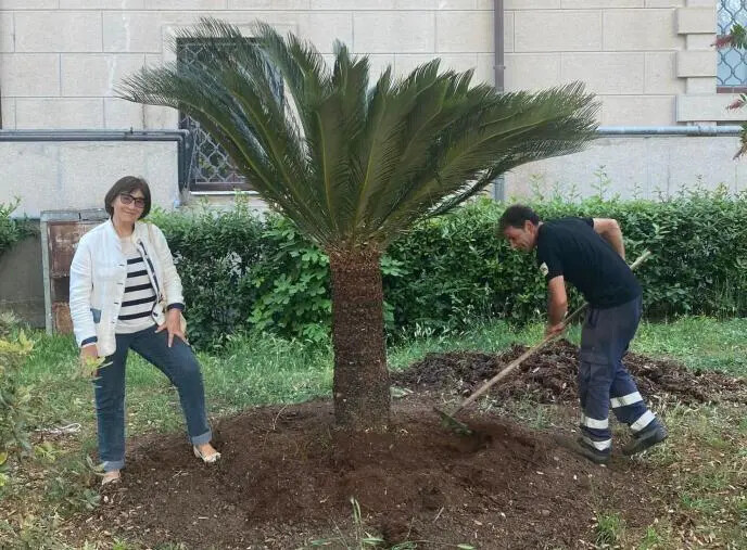 images Catanzaro, una nuova palma in villa Margherita grazie alla donazione di una cittadina