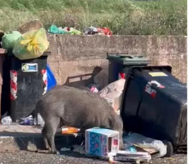Catanzaro, all'Aranceto cinghiali rovesciano i cassonetti dei rifiuti alla ricerca di cibo (VIDEO) images Catanzaro, all'Aranceto cinghiali rovesciano i cassonetti dei rifiuti alla ricerca di cibo (VIDEO)