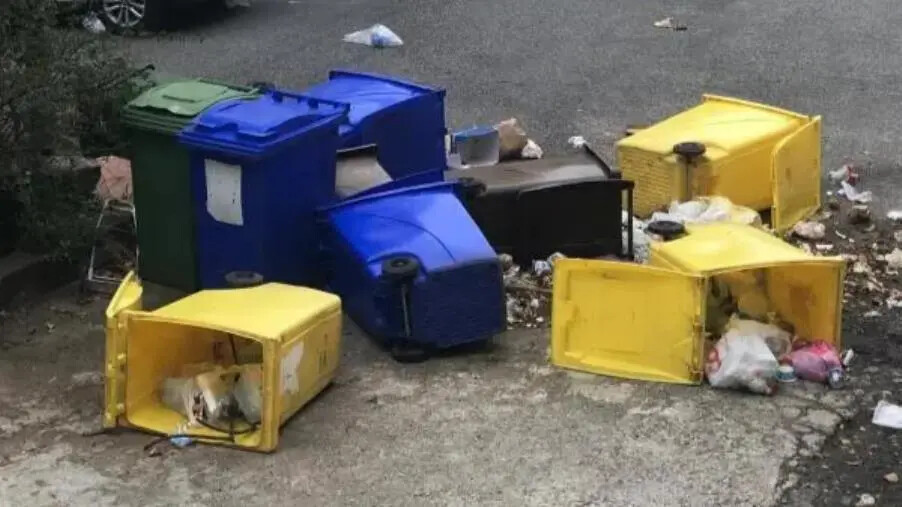 images Catanzaro, Critelli (Nuova Genesi): “I cinghiali buttano giù i contenitori dei rifiuti, poi chi li raccoglie?”
