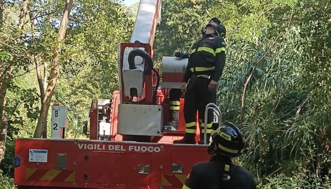 Cosenza, parapendista resta incastrato sulla cima di un albero: recuperato dai Vigili del Fuoco images Cosenza, parapendista resta incastrato sulla cima di un albero: recuperato dai Vigili del Fuoco