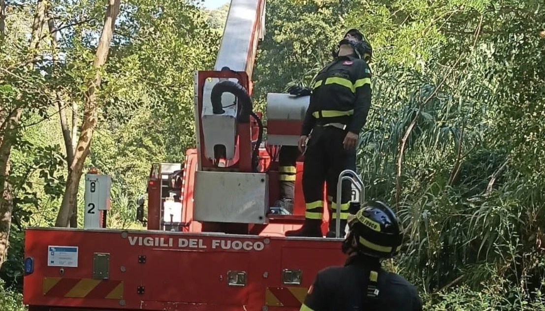 Cosenza, parapendista resta incastrato sulla cima di un albero: recuperato dai Vigili del Fuoco 
