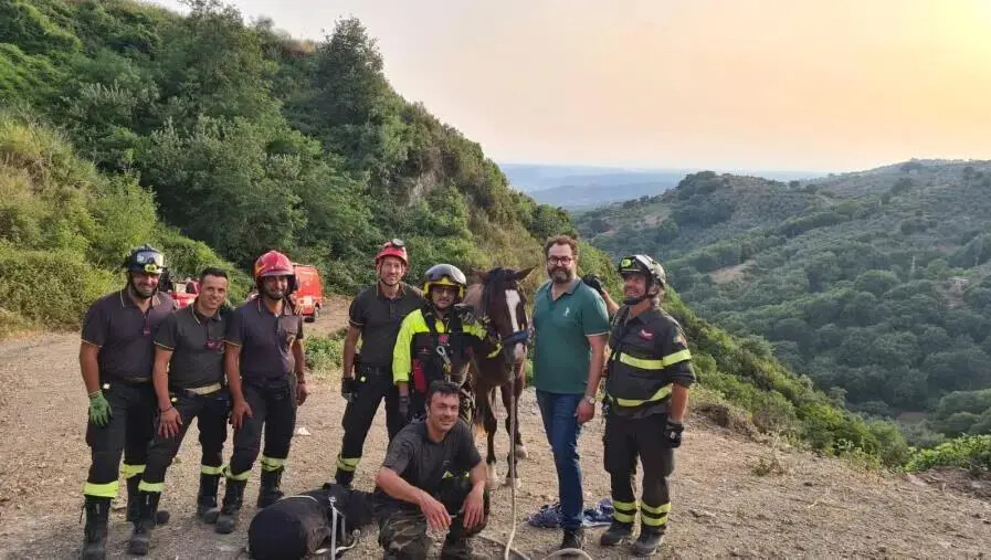 images Vigili del fuoco salvano un cavallo caduto in un dirupo a Tiriolo