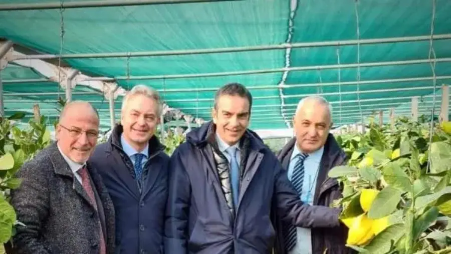images Il Consorzio del Cedro di Calabria parteciperà all'edizione di MacFrut a Rimini