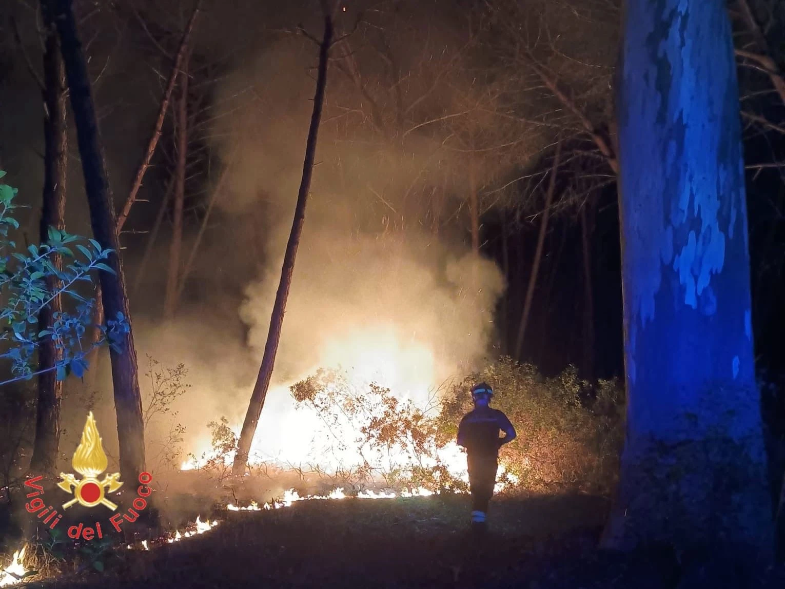 Vasto incendio devasta ettari di pineta a Curinga: Vigili del Fuoco al lavoro fino a notte fonda
