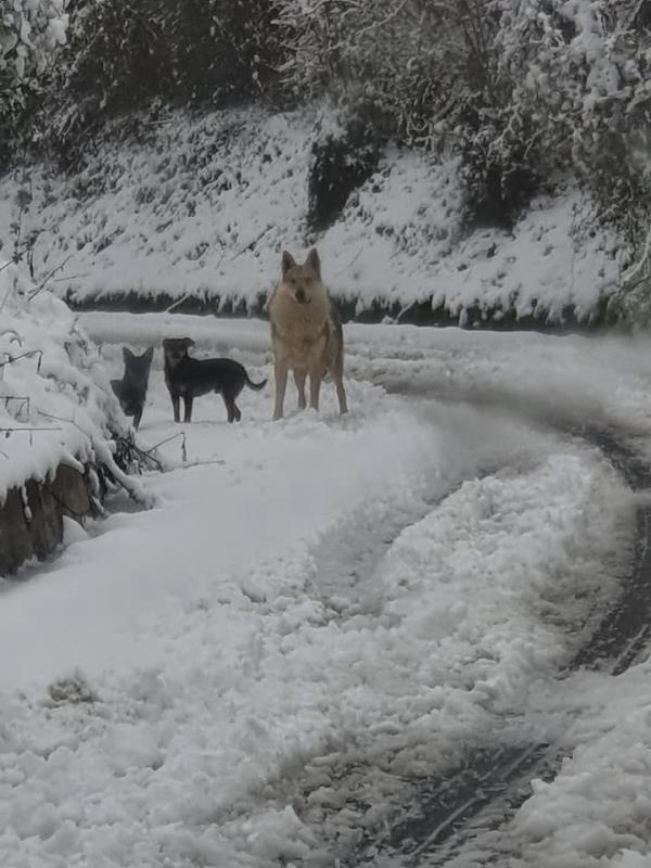 Tanta neve a Monte Covello di Girifalco: avvistato un lupo grigio (VIDEO) images Tanta neve a Monte Covello di Girifalco: avvistato un lupo grigio (VIDEO)