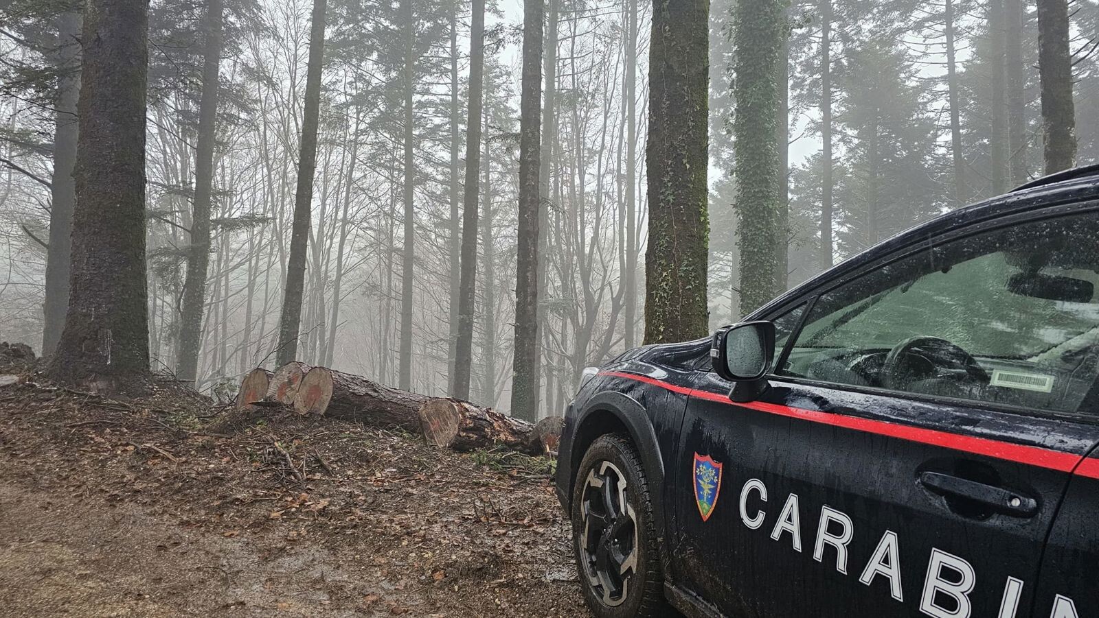 images Serra San Bruno, sostituiva le piante autorizzate per aumentare il profitto: denunciato imprenditore boschivo