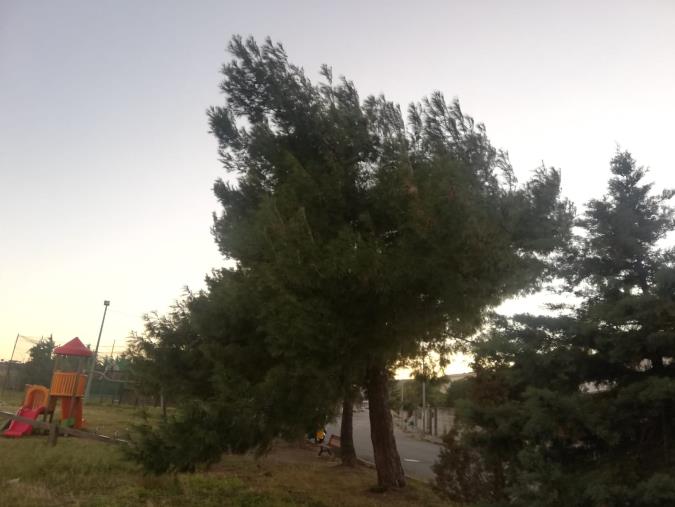 images Processionaria anche a Roccelletta di Borgia: i cittadini si appellano alla sindaca Sacco 