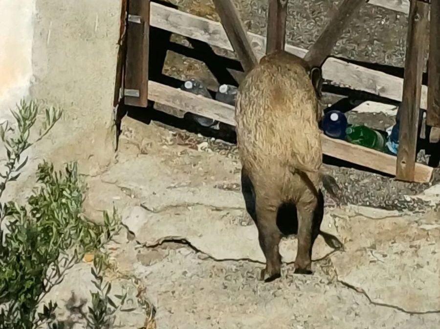 images Allarme cinghiali a Catanzaro: famiglie ostaggio della presenza di una coppia in via Marincola Pistoia