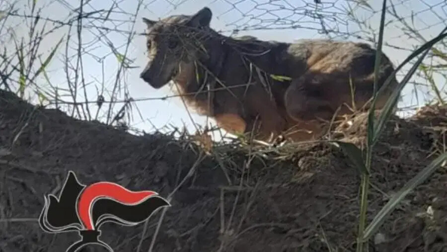 images Lupo intrappolato in una rete metallica nelle campagne di Pianopoli: salvato dai carabinieri