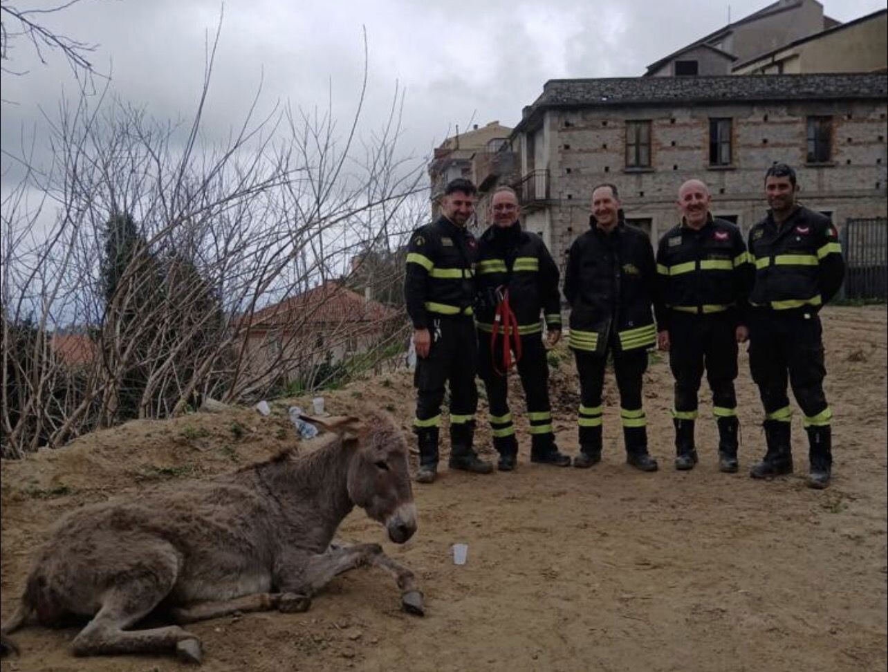 images Badolato Borgo, asina incinta cade in un dirupo: salvata dai Vigili del Fuoco di Soverato