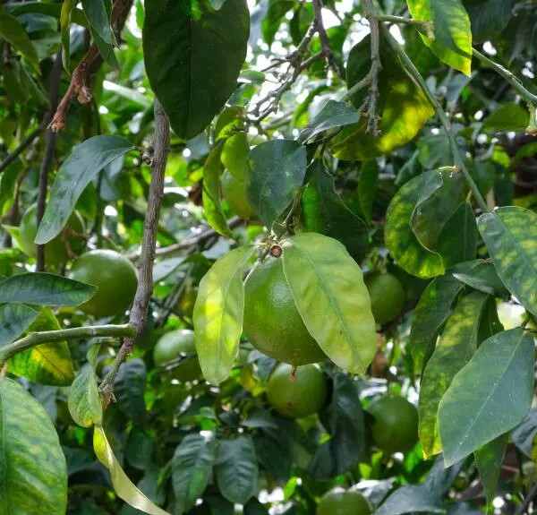 images Il Bergamotto di Reggio Calabria grande protagonista al Cosmoprof