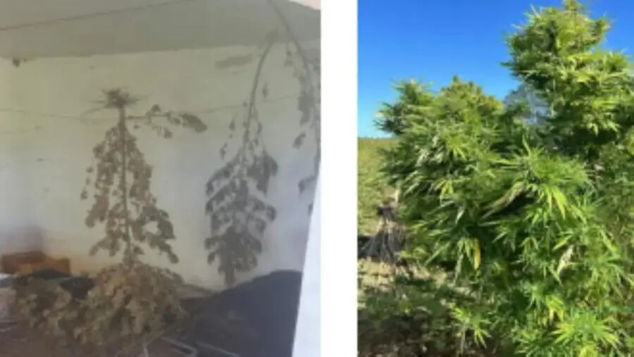Piantagione di marjuana scoperta dalla Polizia nel Crotonese
images Piantagione di marjuana scoperta dalla Polizia nel Crotonese