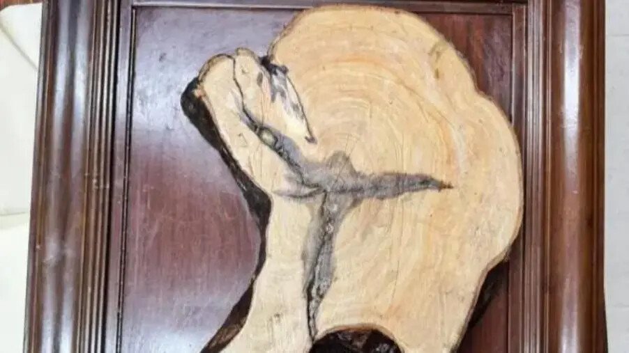 images Il segno di un crocefisso all'interno di un tronco, fra sacro e profano