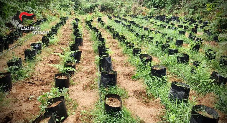 Un vivaio della marijuana ad Ariola di Gerocarne, nell’entroterra vibonese: sequestrate 3000 piantine images Un vivaio della marijuana ad Ariola di Gerocarne, nell’entroterra vibonese: sequestrate 3000 piantine