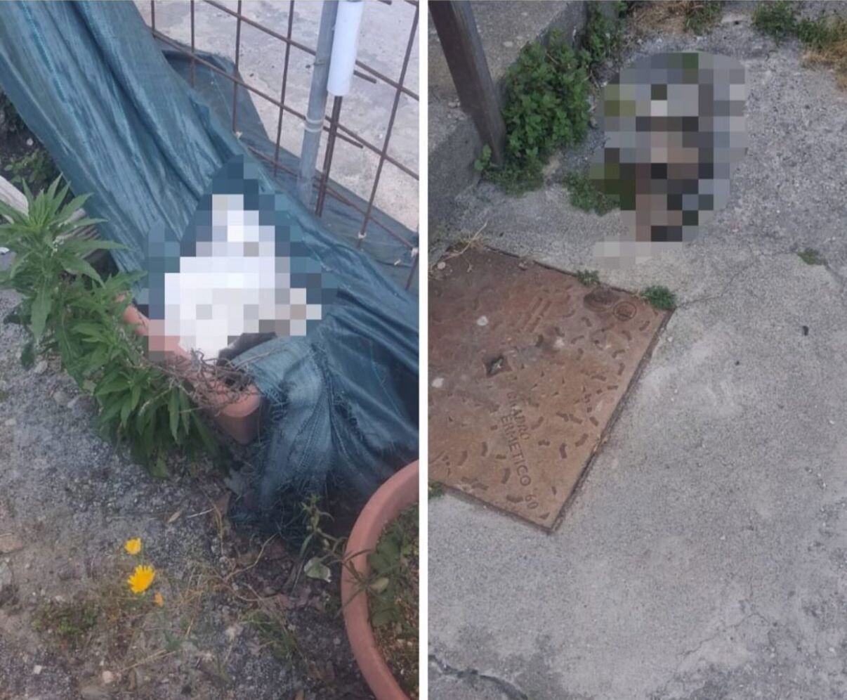 images Catanzaro, sospetti avvelenamenti di gatti randagi: da oltre due anni allarme in Via Masciari