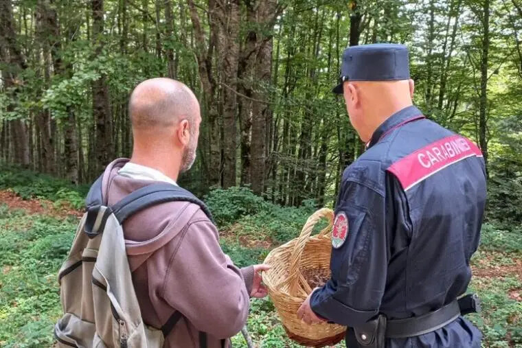 A funghi nei boschi calabresi: decine di cercatori multati dai carabinieri forestali images A funghi nei boschi calabresi: decine di cercatori multati dai carabinieri forestali