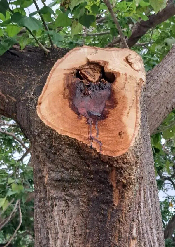 images Osservatorio Permanente Ambiente e Territorio: “A Catanzaro abbattuti 9 nove alberi senza alcun motivo”