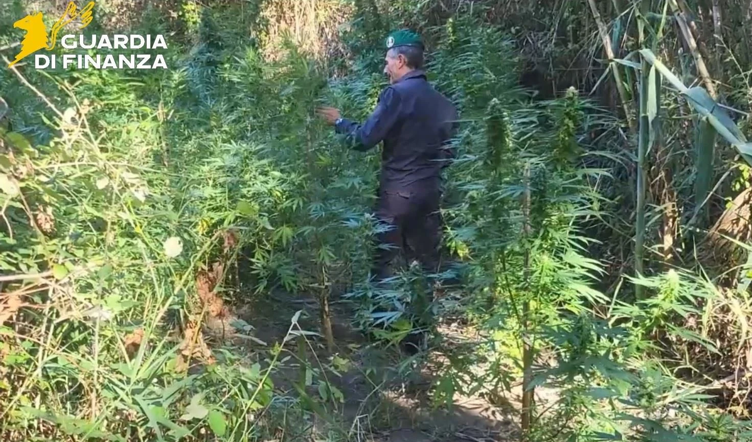 Catanzaro, scoperte e distrutte 2  piantagioni di canapa indiana su alcuni terreni lungo il fiume Corace 