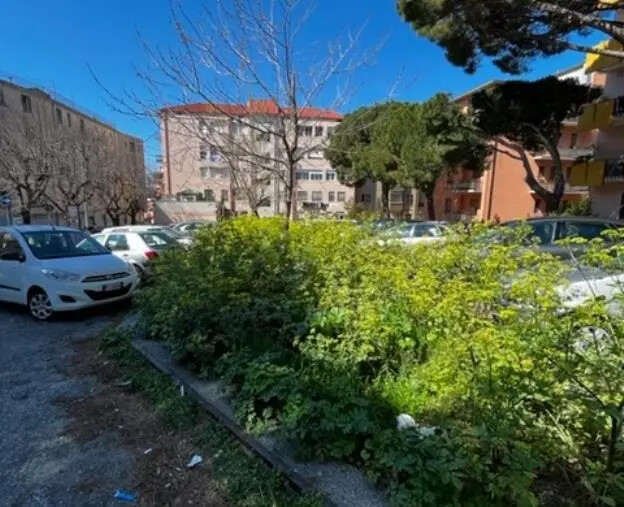 Erba alta e aiuole abbandonate in città, Veraldi: "Un simile degrado non è ammissibile" images Erba alta e aiuole abbandonate in città, Veraldi: "Un simile degrado non è ammissibile"