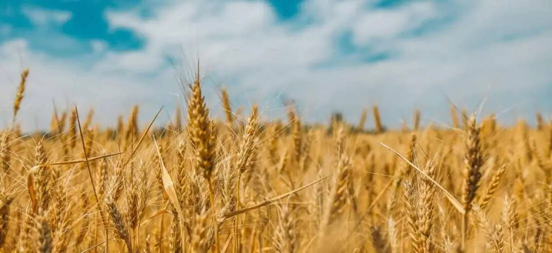 images USB Calabria contro il progetto agrivoltaico nella Piana degli Scrisi: "Sotto i pannelli non cresce il grano"