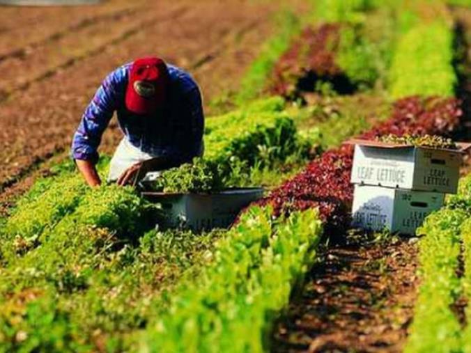 images Coldiretti Calabria:
“Dal “Decreto Legge Aiuti” del Governo mutui, fotovoltaico e proroga agevolazioni gasolio contro la crisi”