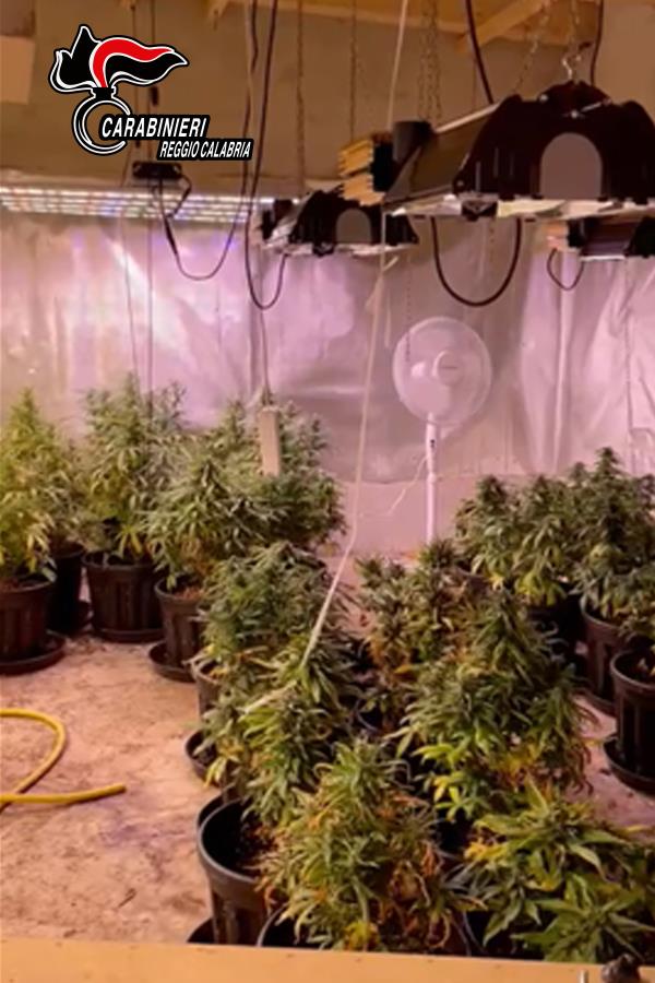 images Palmi, detenzione e produzione di stupefacenti: due arresti 