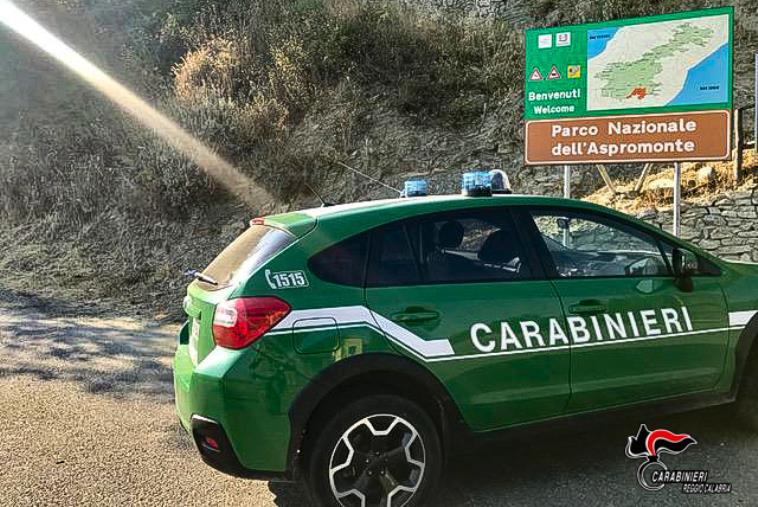 A caccia illegalmente all'interno del Parco nazionale d'Aspromonte, denunciato 35enne
images A caccia illegalmente all'interno del Parco nazionale d'Aspromonte, denunciato 35enne