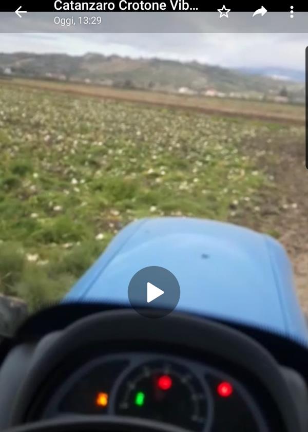 images Coldiretti: "A causa della siccità, in crisi la produzione dei finocchi nella fascia jonica catanzarese" (VIDEO)