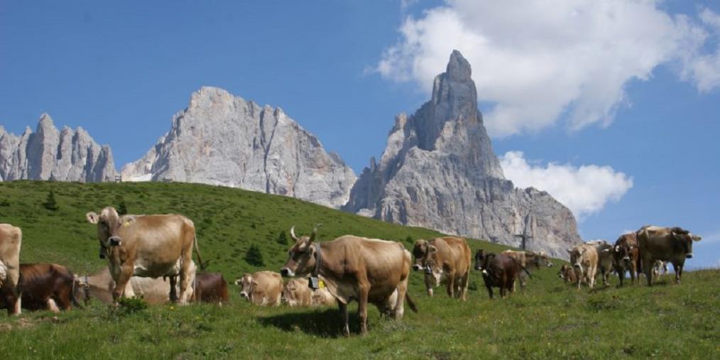 In memoria di Andrea Calogero Camilleri images In memoria di Andrea Calogero Camilleri