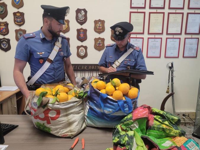 images Crotone, rubano 240 kg di arance: arrestati 