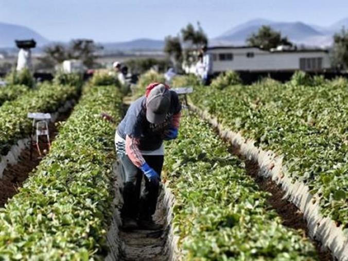 images Istituita a Crotone la sezione territoriale del lavoro agricolo di qualità, Fai-Flai-Uila: "Importante presidio di legalità"