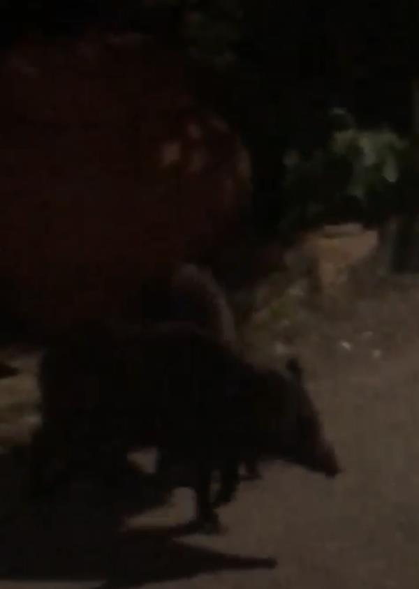 Ancora cinghiali a Catanzaro: a spasso nel quartiere Mater Domini images Ancora cinghiali a Catanzaro: a spasso nel quartiere Mater Domini