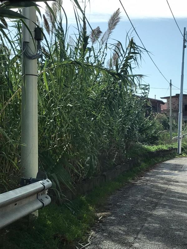 images Catanzaro. Canalone di Traversa Cassiodoro, la denuncia di Sergio Costanzo: "Una minaccia per la pubblica incolumità" 