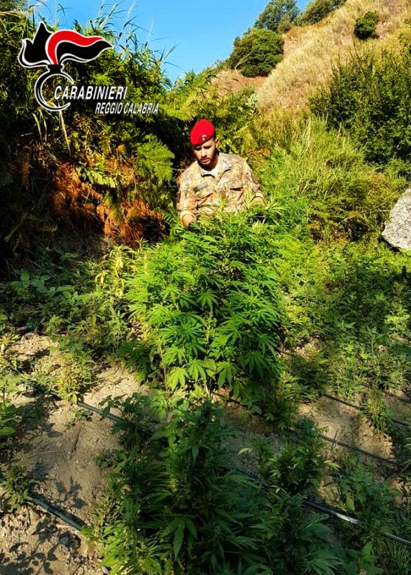 images Grotteria. Rinvenuta una piantagione di canapa indiana nana 