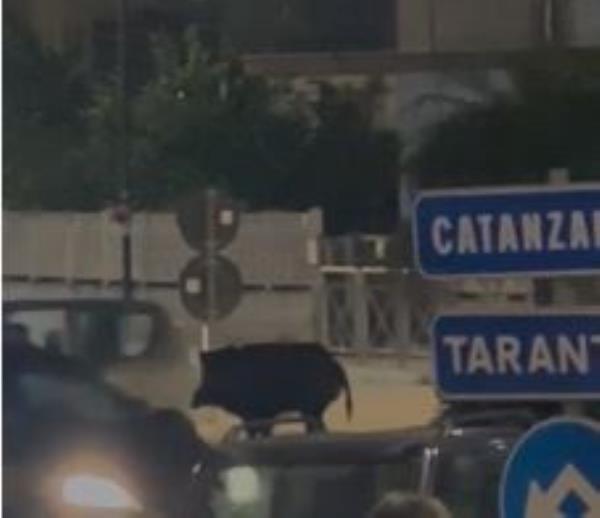 images Cinghiale a spasso fra le strade di Davoli (VIDEO)