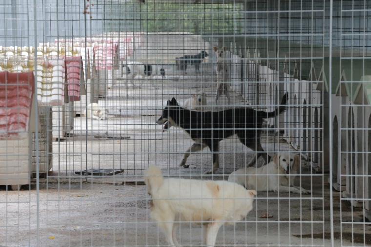 images Maltrattavano animali in un canile della Locride: 9 condanne e 4 assoluzioni (I NOMI)