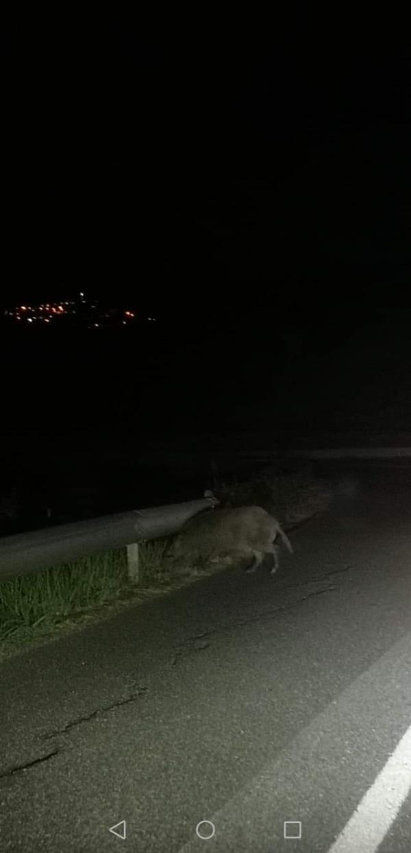 images  “Le Cattedrali e i Santi Patroni”a Catanzaro per celebrare il Santo Patrono San Vitaliano