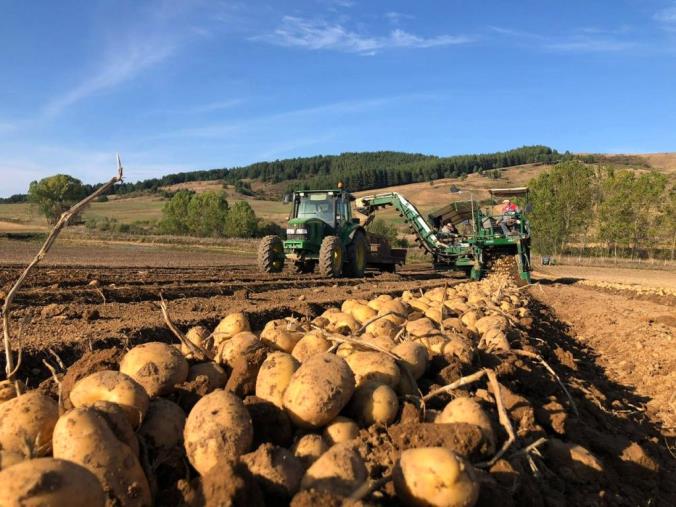 images Il Consorzio Produttori Patate Associati si attiva per affrontare la grave emergenza economica e finanziaria del comparto