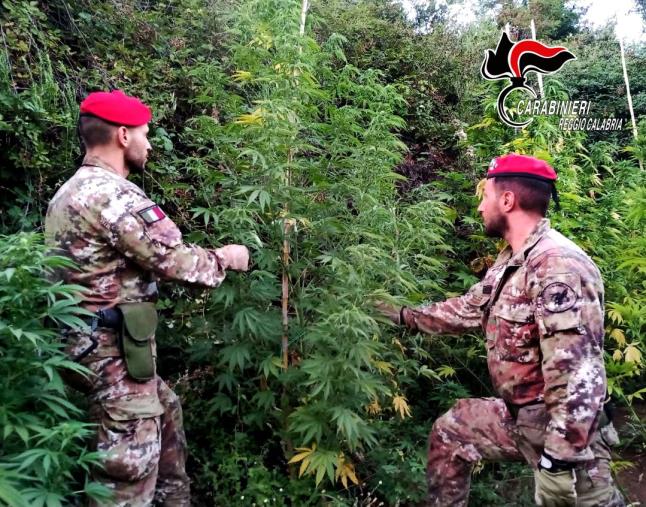 images Cosoleto: i carabinieri sequestrano 100 piante di marijuana&nbsp;
