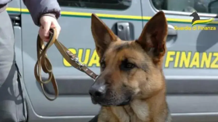 images Cosenza, spacciava droga davanti a scuola: arrestato minore