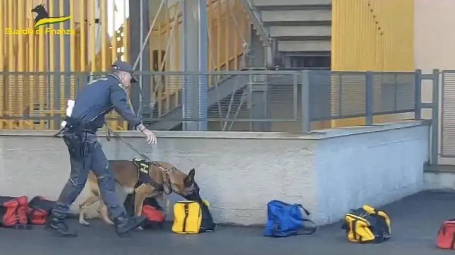 Educazione alla legalità, i cinofili della Finanza di Lamezia al Palazzolo di Catanzaro images Educazione alla legalità, i cinofili della Finanza di Lamezia al Palazzolo di Catanzaro