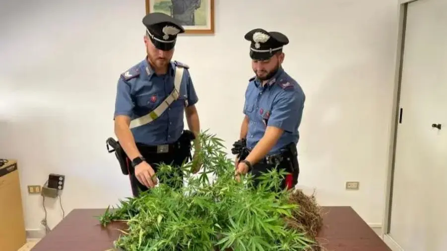 images Marijuana sul terrazzo, una denuncia nel Crotonese