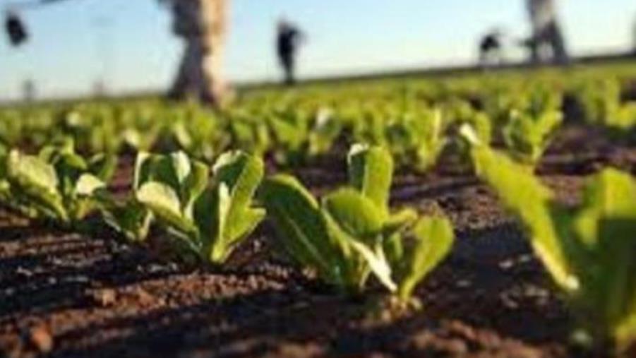 images Lavoro nei campi, il presidente Occhiuto firma l'ordinanza in cui si limita l'esposizione al sole fino al 31 agosto